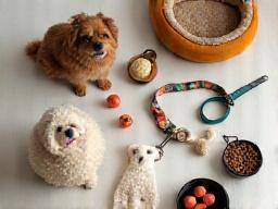 Pet Accessories
